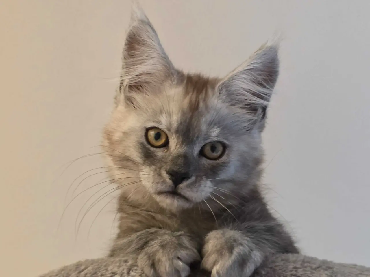 Billede 1 - Mainecoon dreng