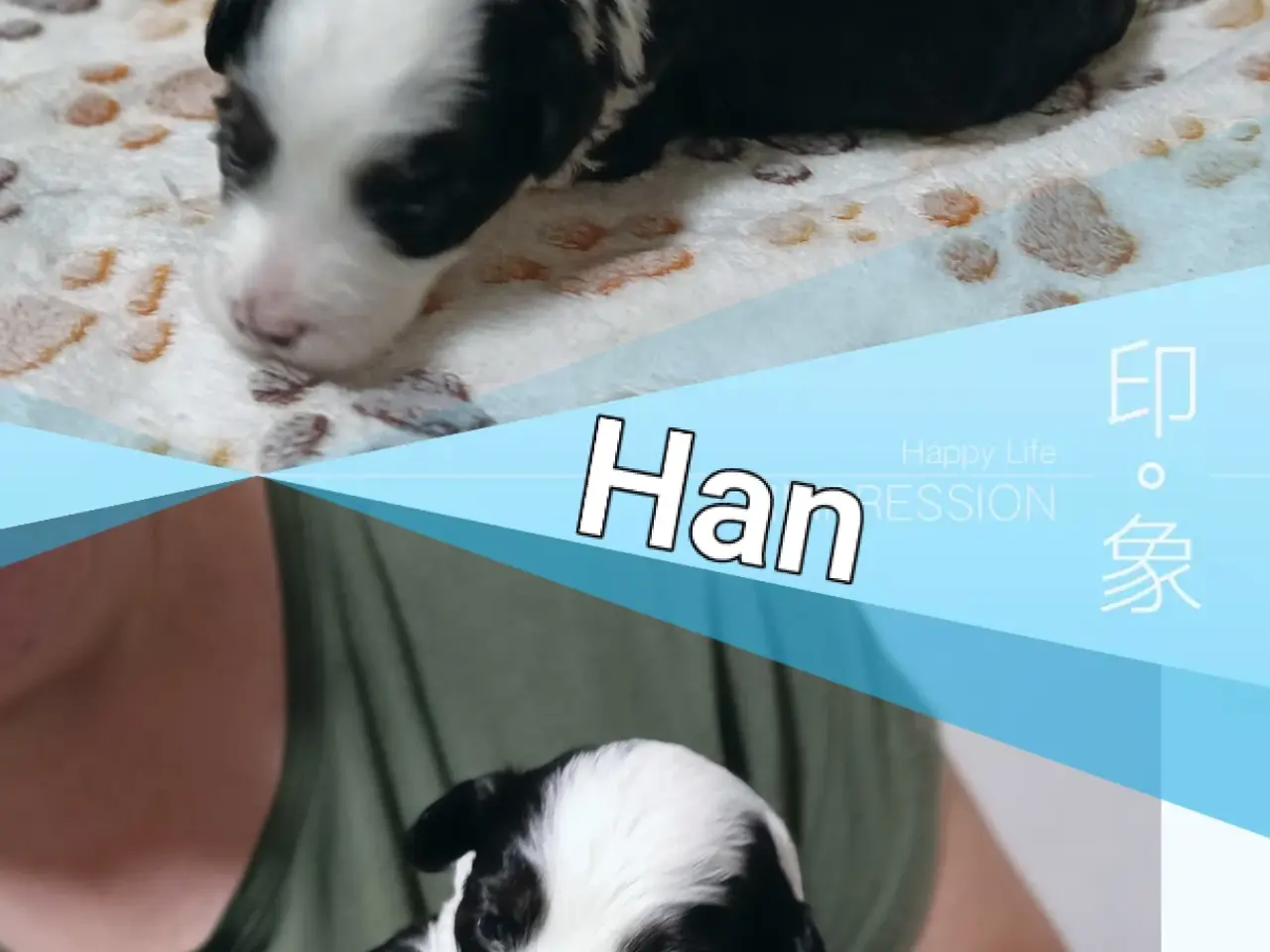 Billede 5 - Bichon havaneser bl.