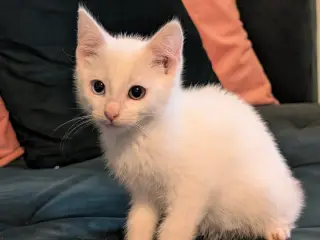 Simi langhåret tyrkisk angora 