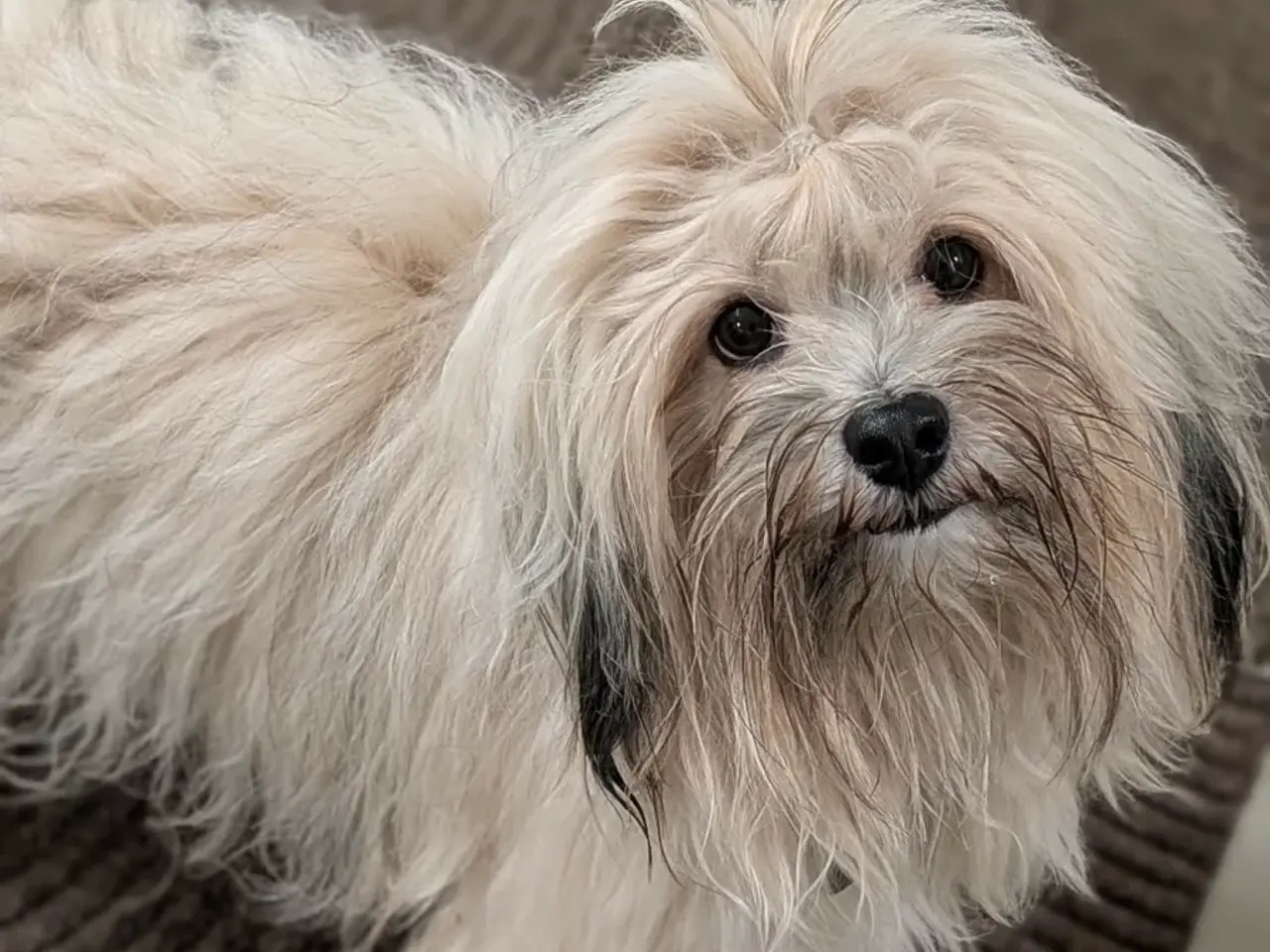 Billede 12 - Bichon Havanaise