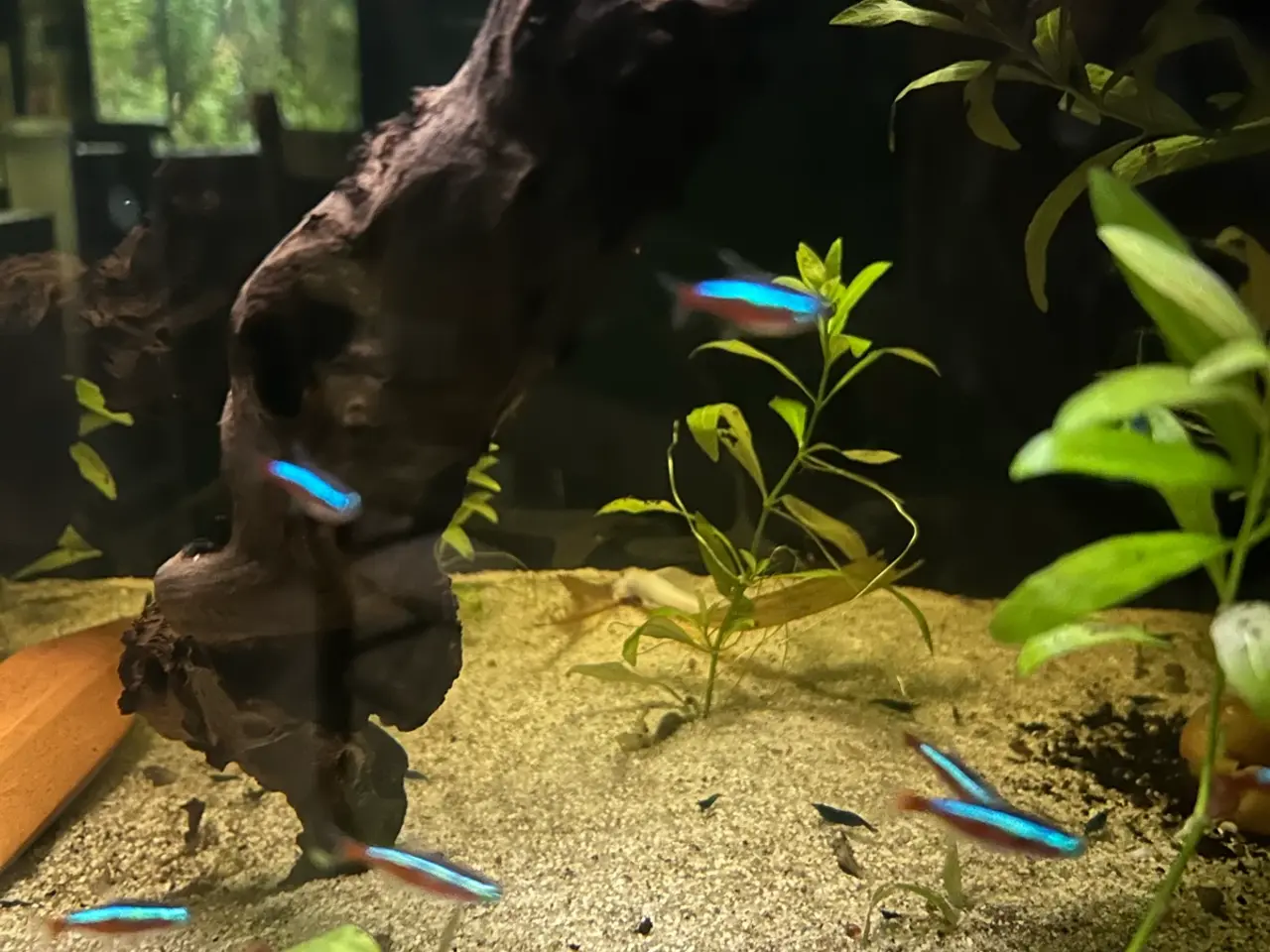 Billede 5 - 🐟🔥 Rød Neon – farverige stimefisk | Afhentning V