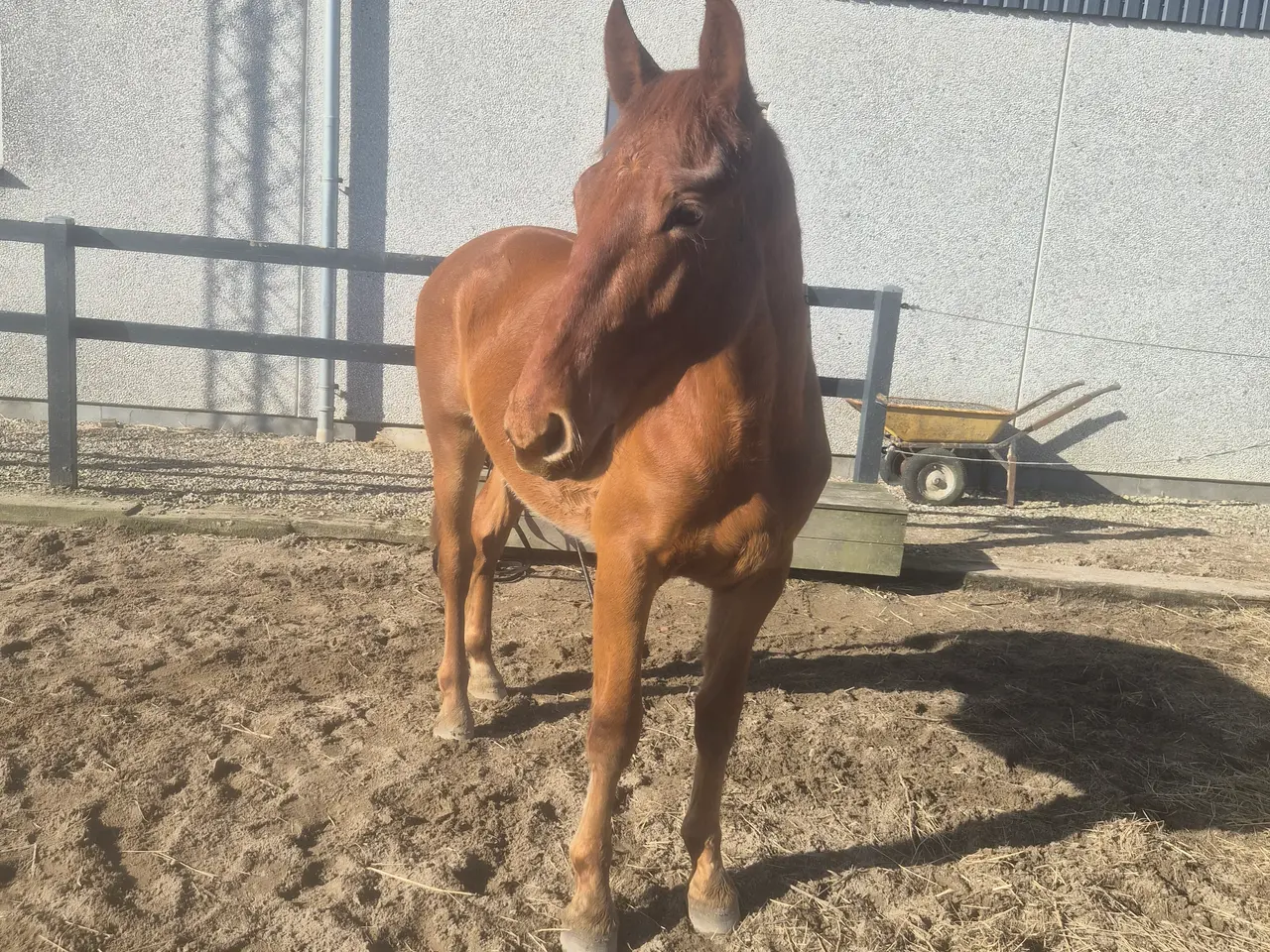 Billede 6 - Frederiksborger, Vallak, 2 år