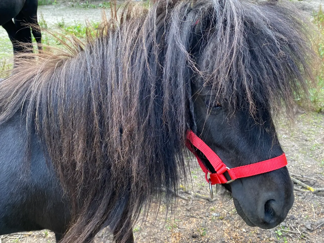 Billede 3 - Skønneste Berta på 6 år