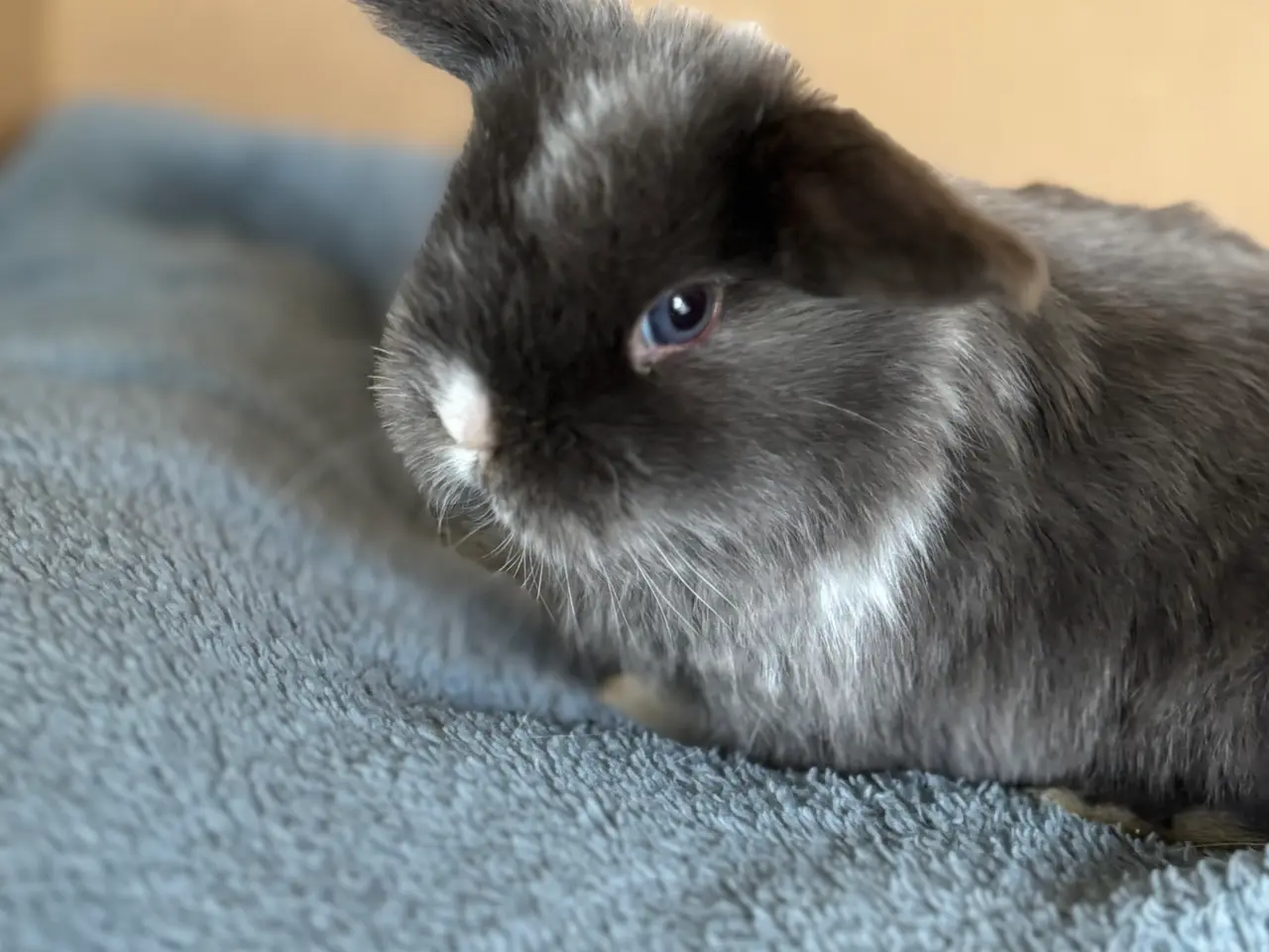 Billede 5 - Ægte Minilop unger søger nye hjem 🐰💛