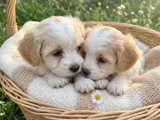 Skønne hvalpe Pudel / Shih Tzu