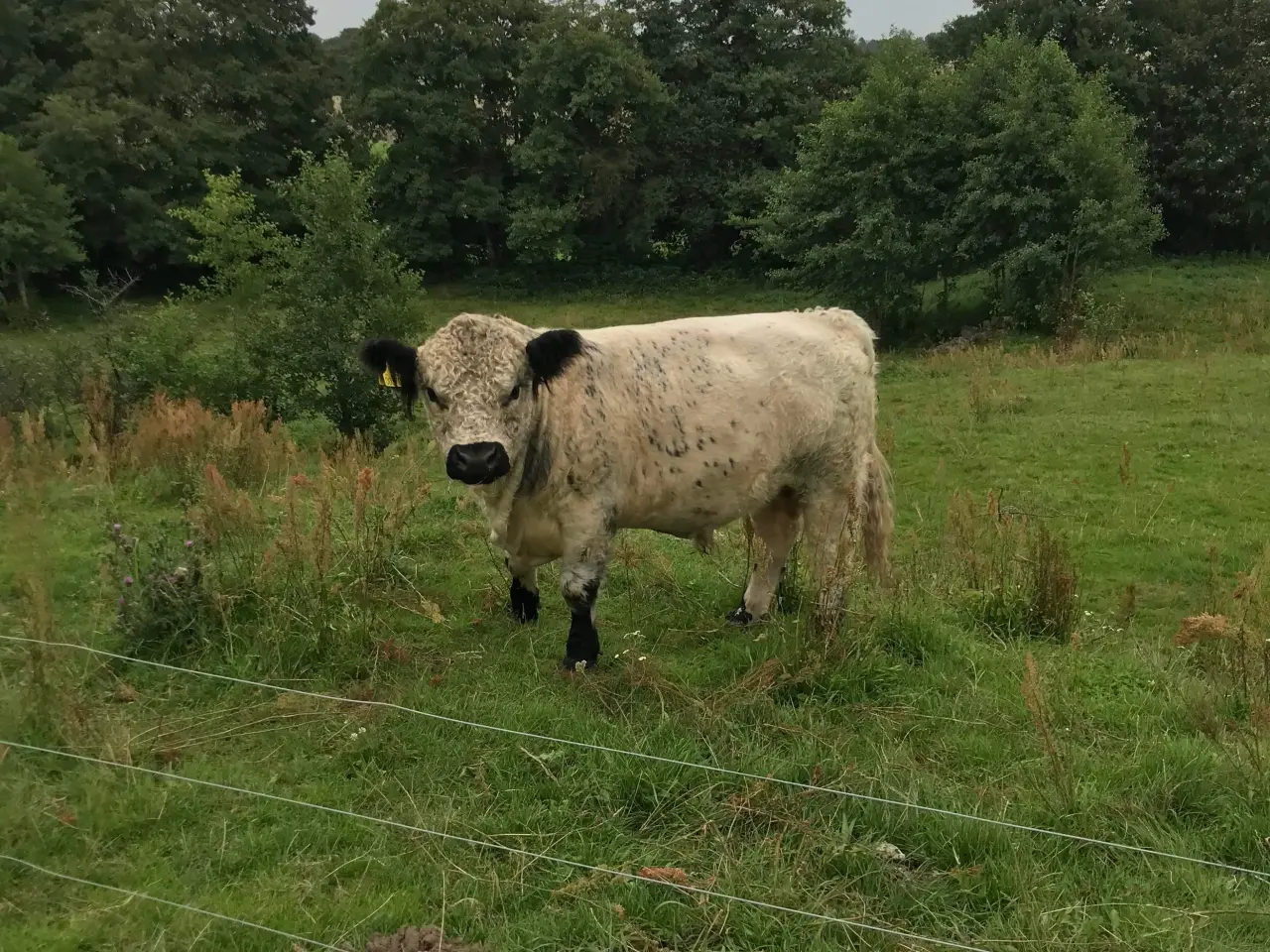 Billede 5 - Udlejes Rigtig fin hvid Galloway tyr
