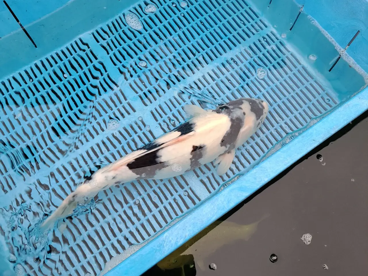 Billede 5 - Koi