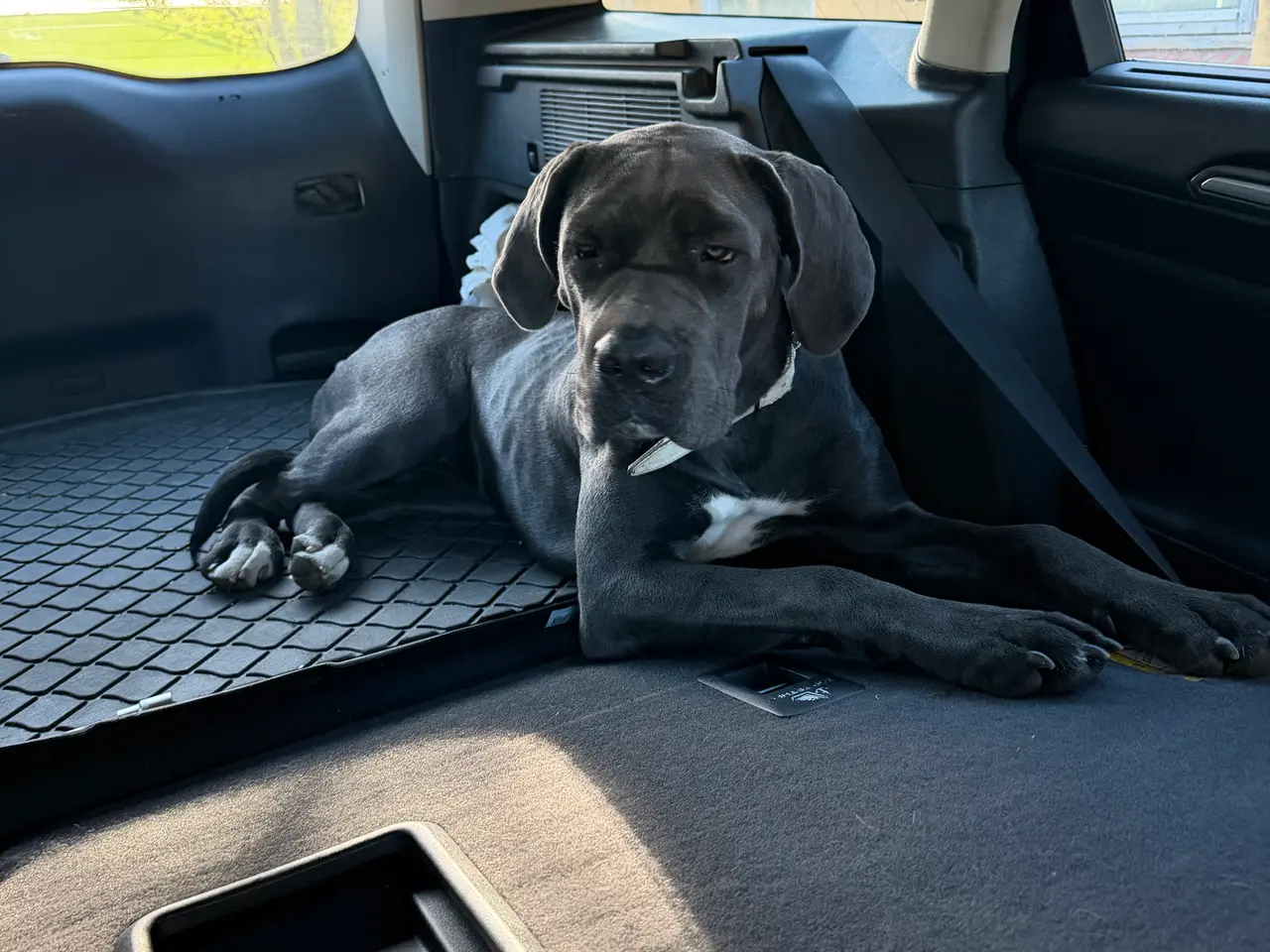 Billede 4 - Cane corso