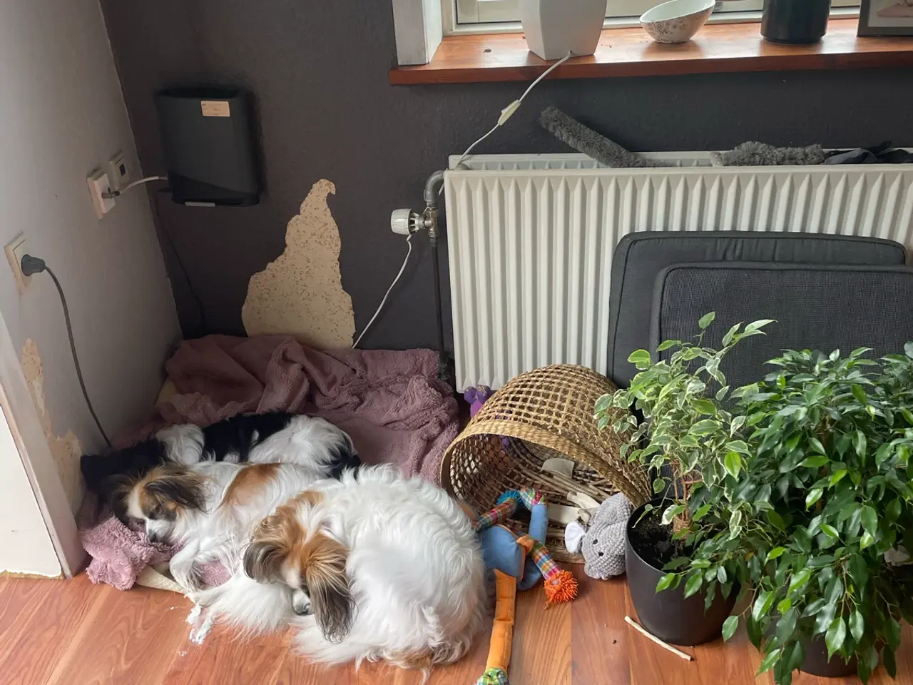 Billede 3 - Flotte Papillon hvalp
