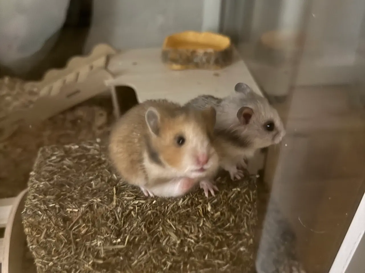 Billede 3 - Guldhamster unger