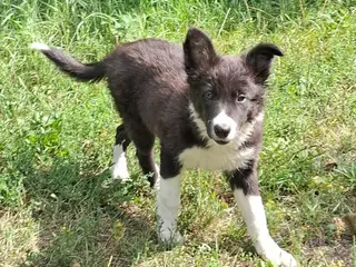 Smukke Border Collie hvalpe til salg