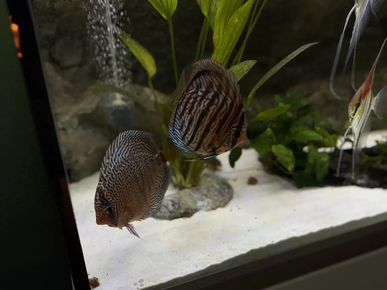Billede 3 - Discus