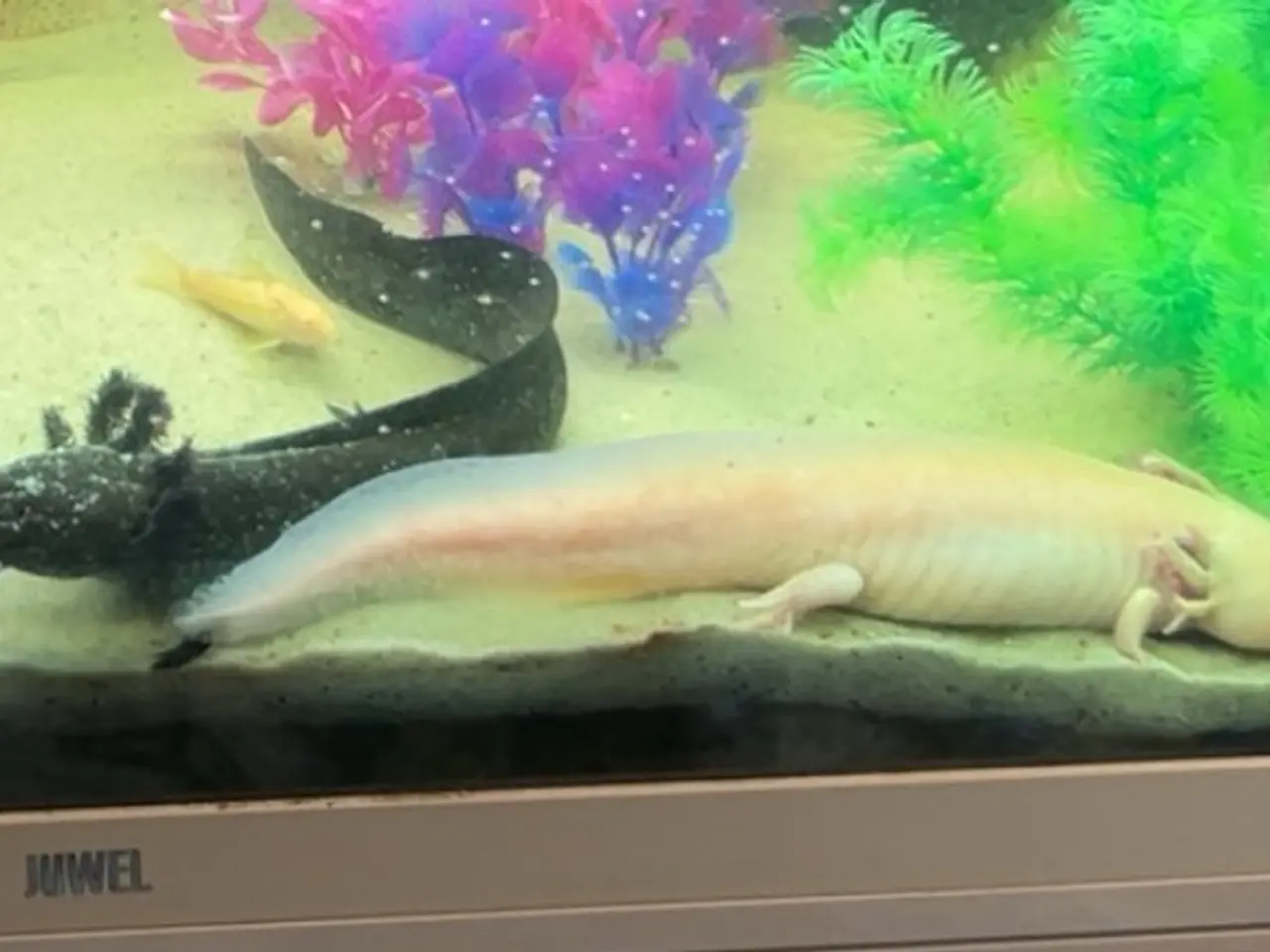 Billede 1 - Axolotl 2 stk