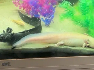 Axolotl 2 stk