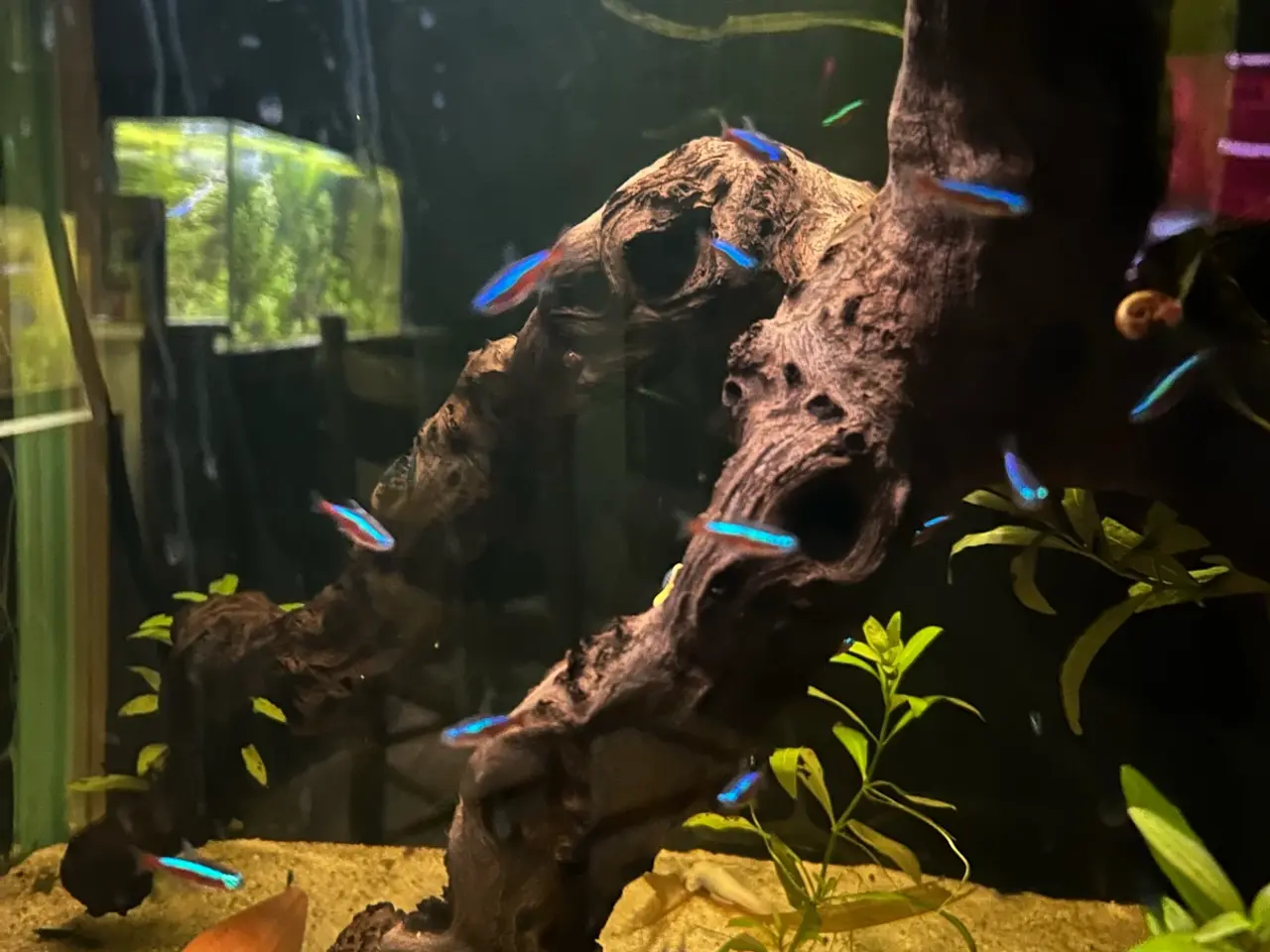 Billede 8 - 🐟🔥 Rød Neon – farverige stimefisk | Afhentning V
