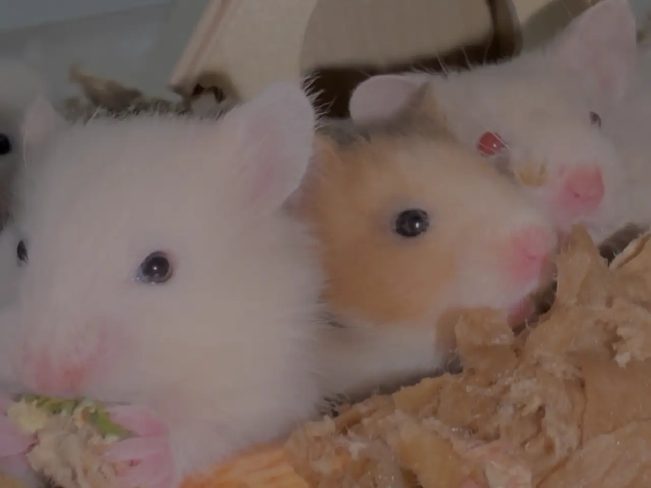 Billede 8 - Guldhamster unger
