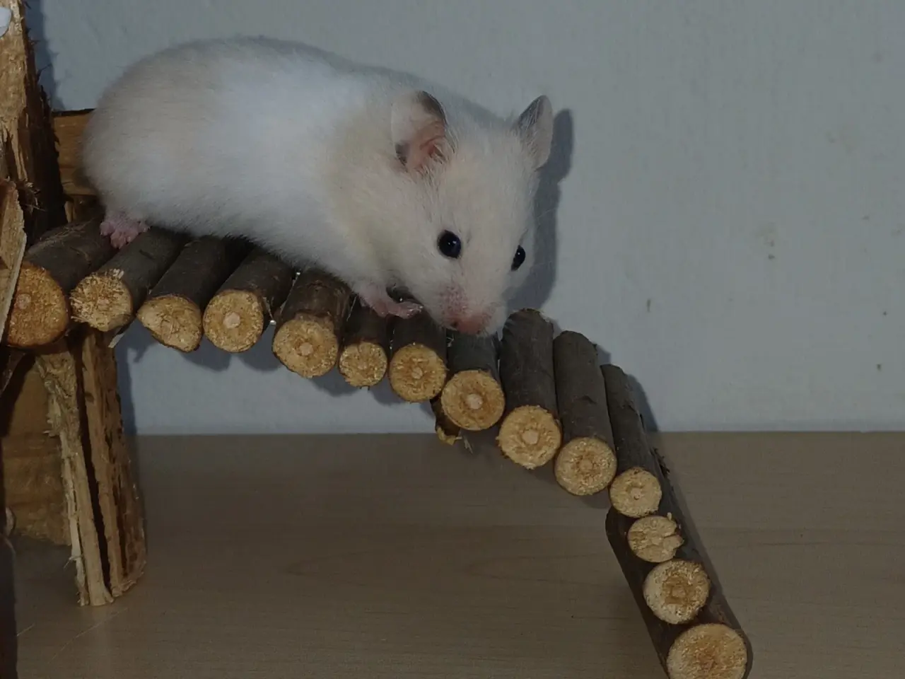 Billede 3 - Guldhamster unger (korthårede)
