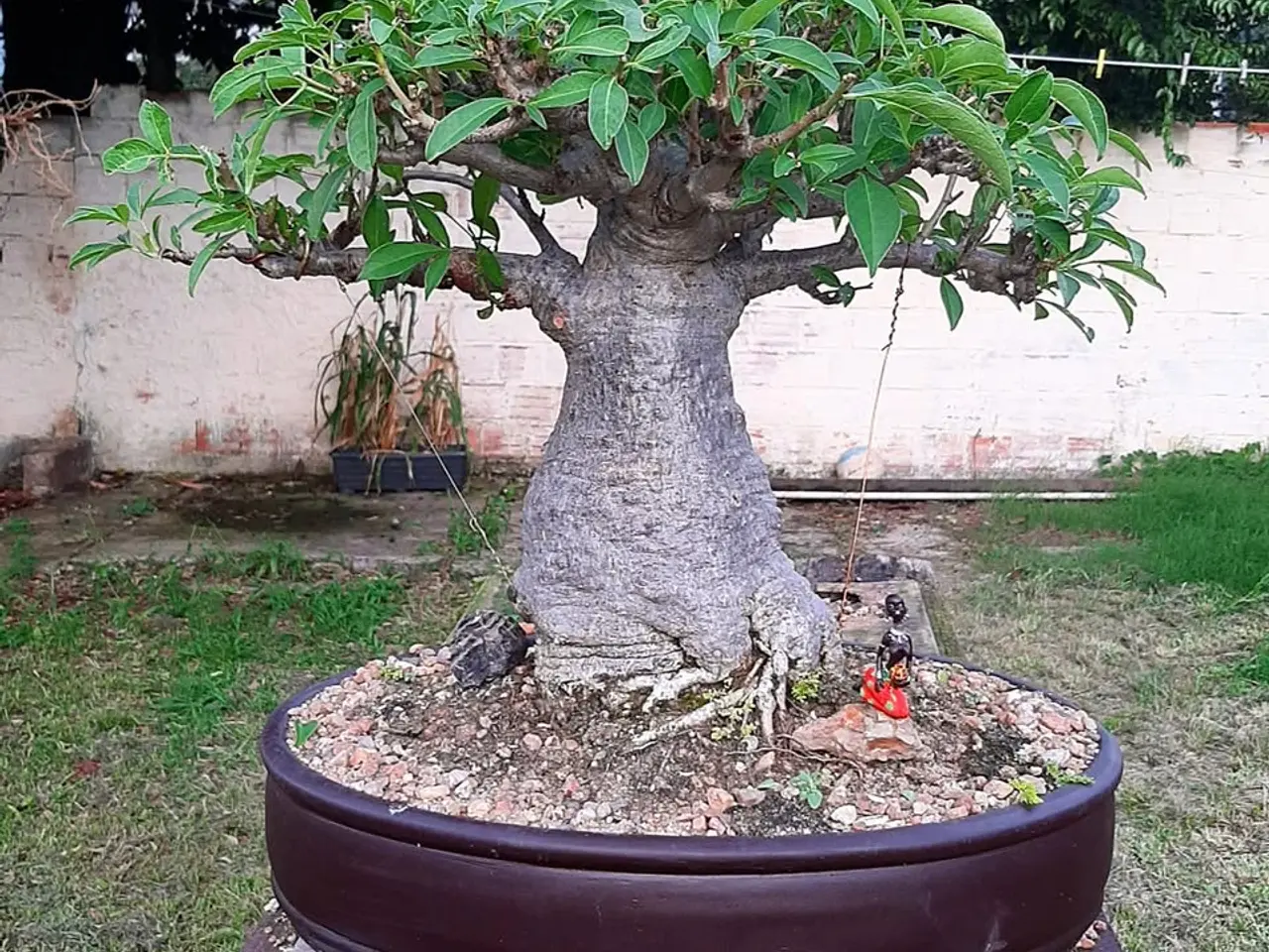 Billede 9 - 4-6 stk. Baobab-plante til salg (Bonsai)