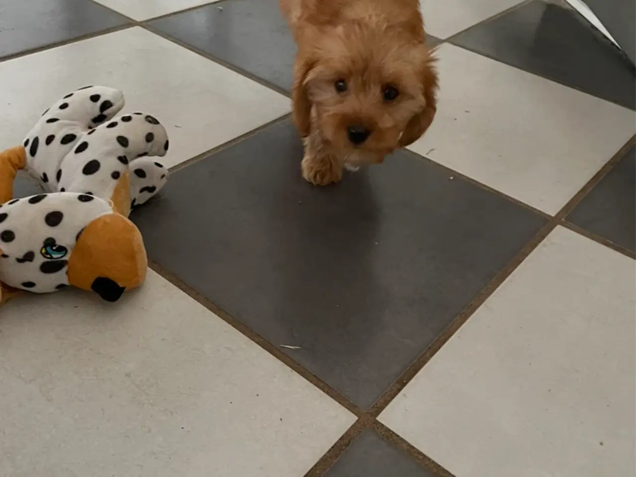 Billede 6 - 2 skønne cavapoo fb1 damer…