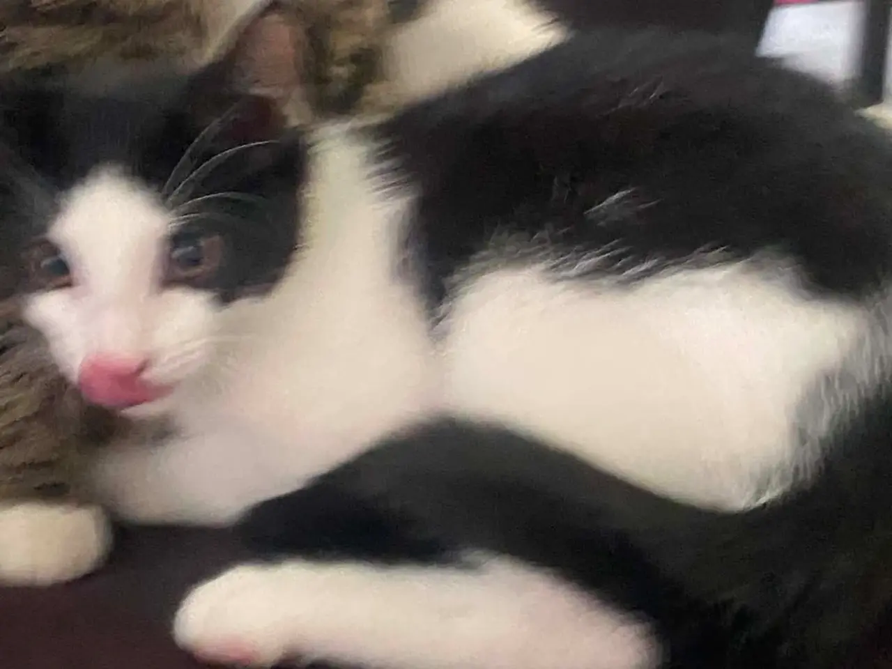 Billede 5 - 🐱 Søde og kærlige kattekillinger søger nyt hjem 