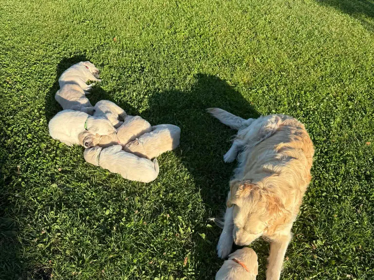 Billede 4 - Golden Retriever hvalpe 