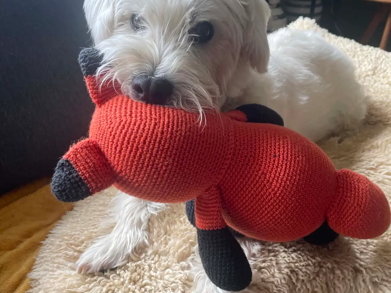 Billede 7 - Kastereret White Terrier og bomuldshund blanding
