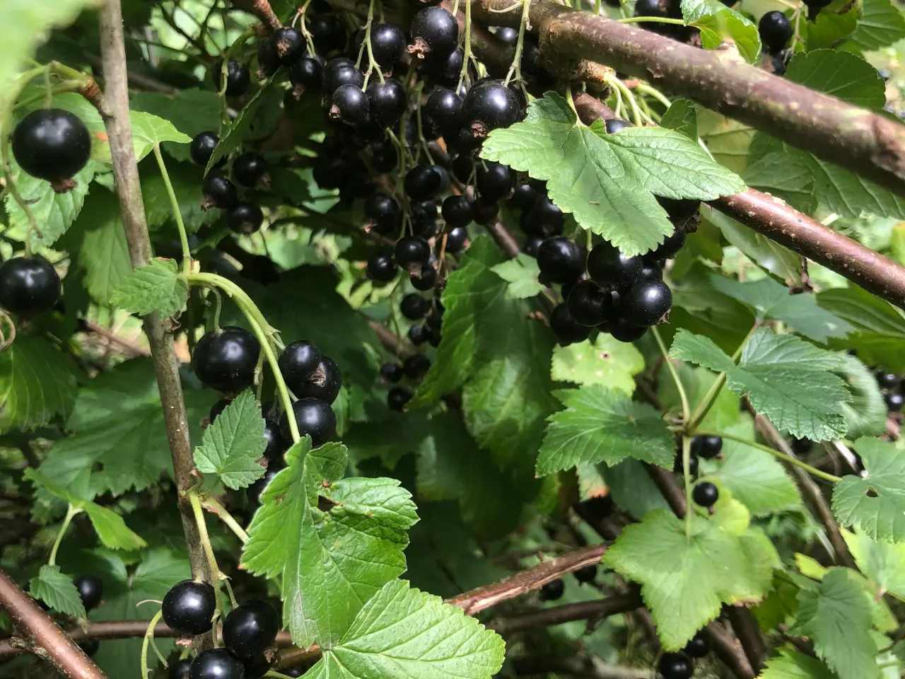 Billede 1 - Solbær planter sælges