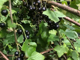 Solbær planter sælges