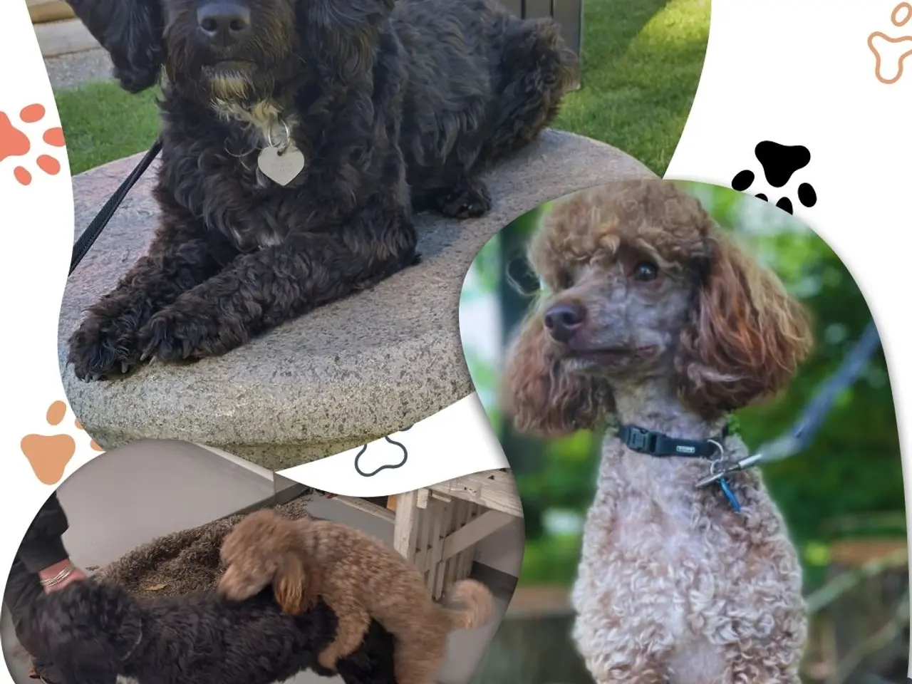 Billede 6 - 🐾 Skønne Sproodle-hvalpe søger kærlige hjem 🐾