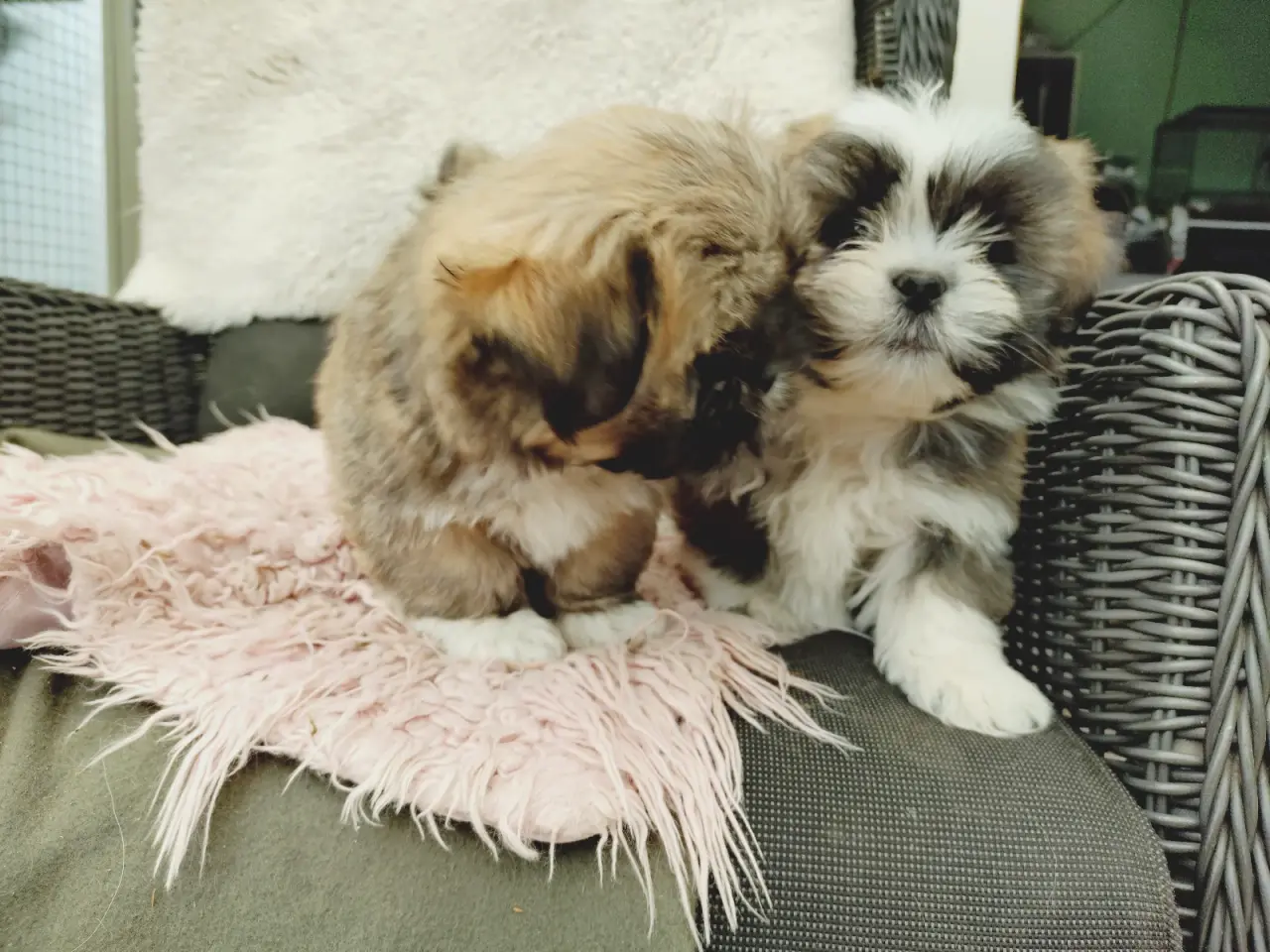 Billede 3 - Lhasa apso hvalpe med stambog 