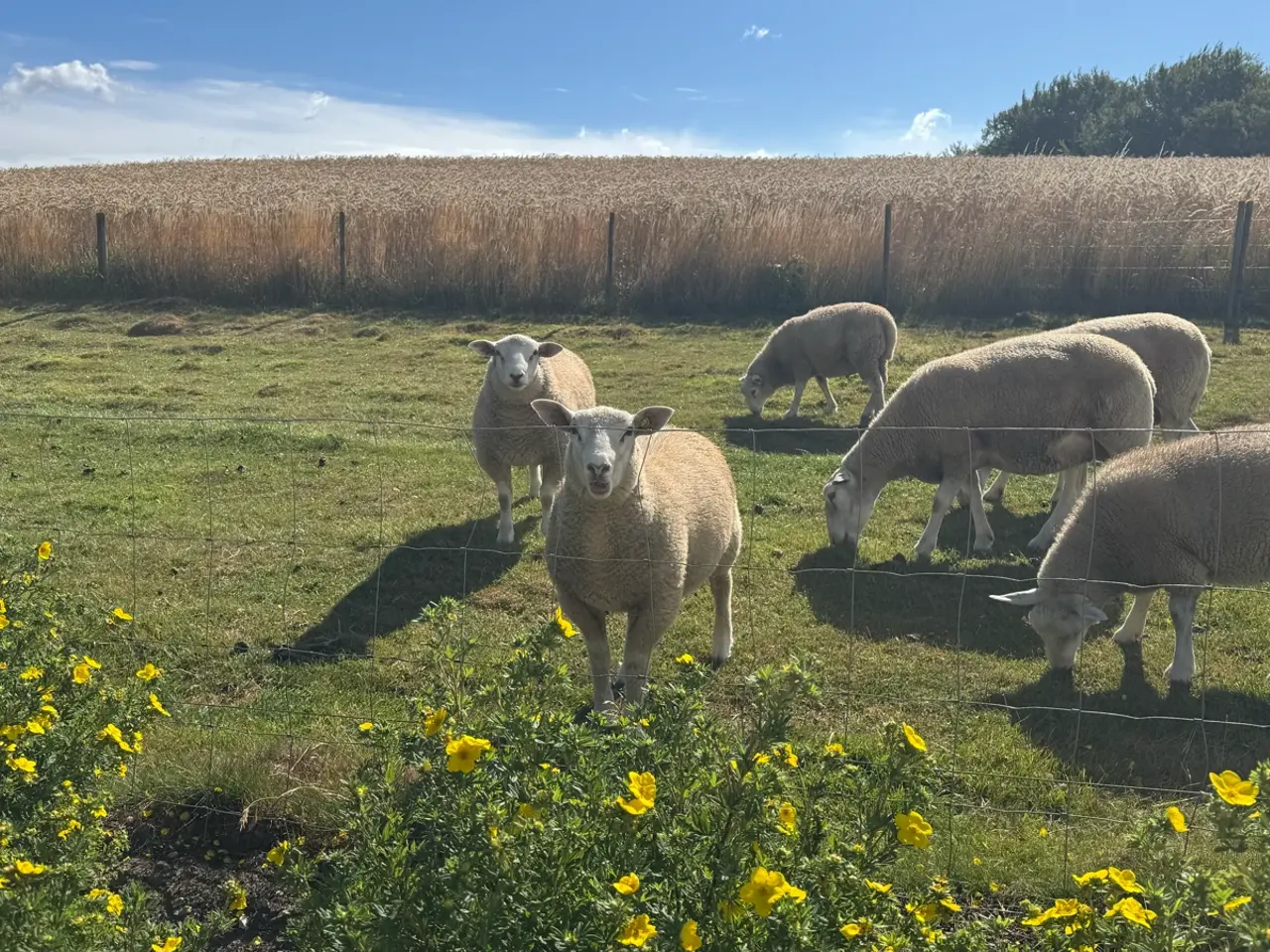 Billede 2 - Fårebesætning texel sælges