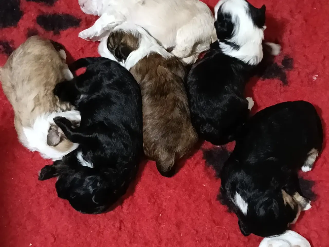 Billede 1 - Bichon havaneser bl.