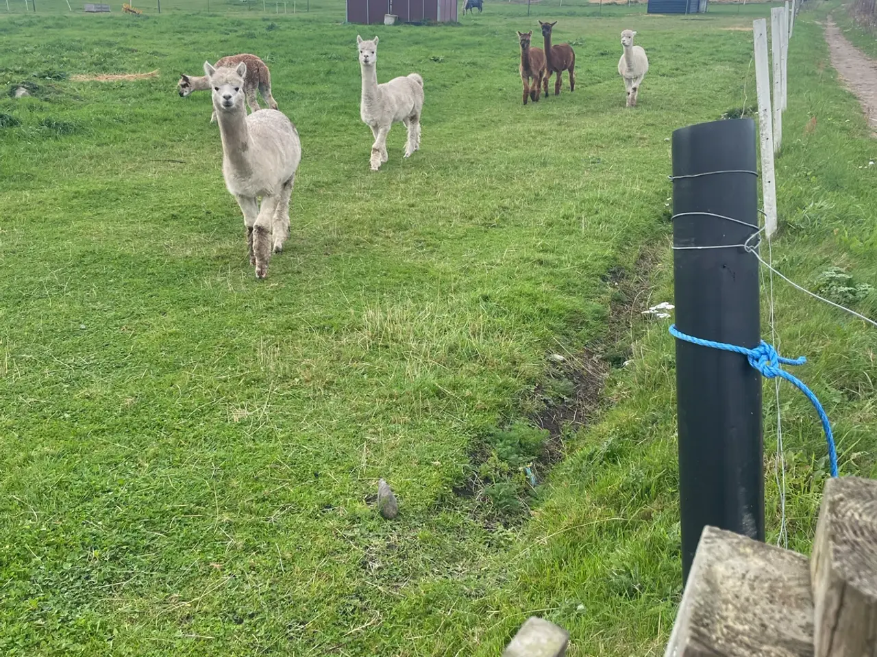 Billede 6 - Alpacaer sælges