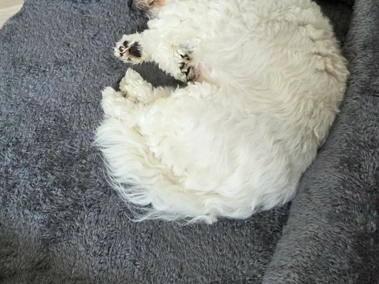 Billede 3 - Hunde senge og putte Elefant