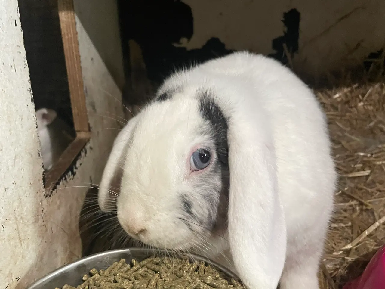 Billede 9 - Dværg vædder kaninunger 🐰
