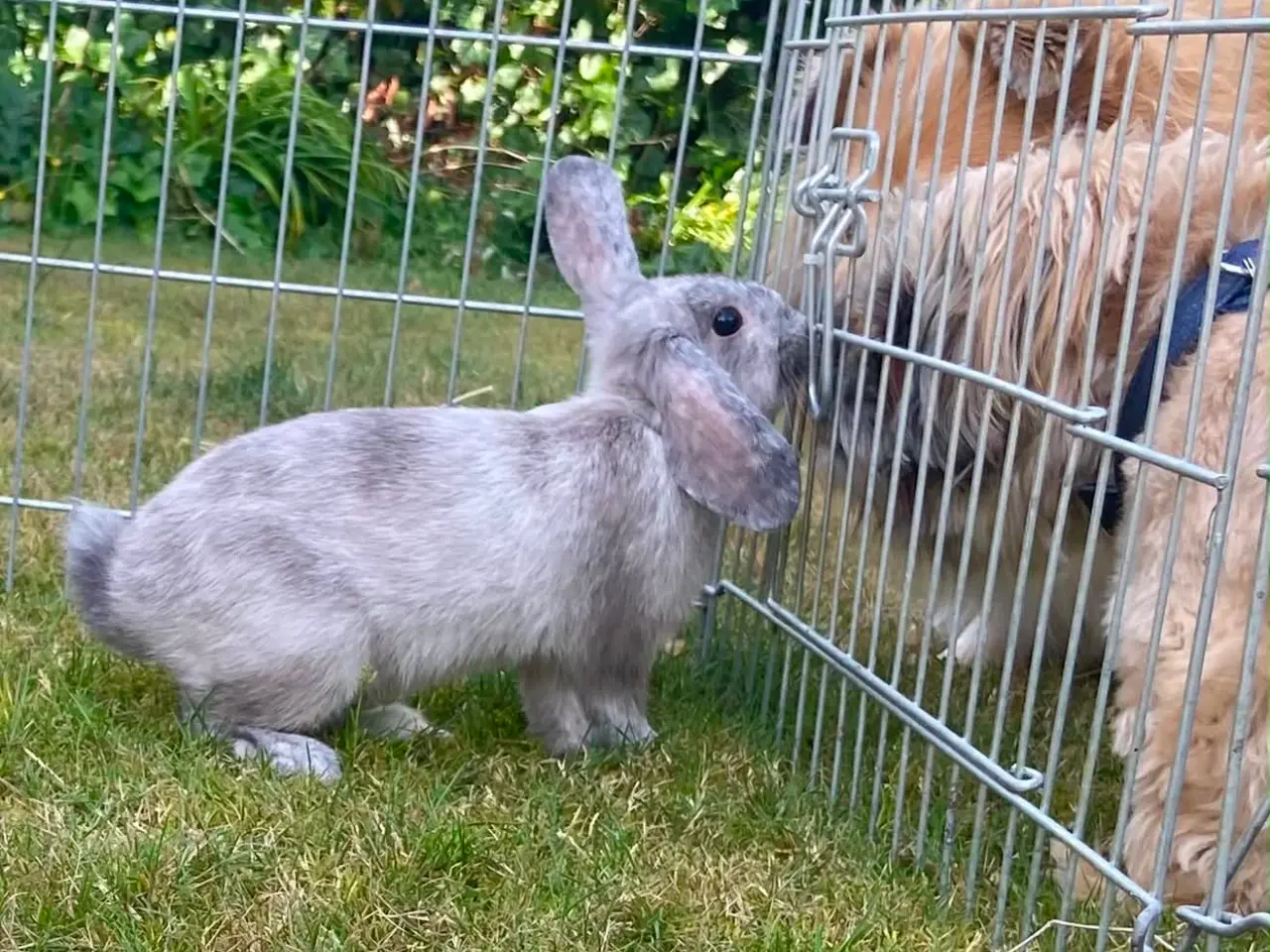 Billede 1 - Smuk kanin dreng🐰