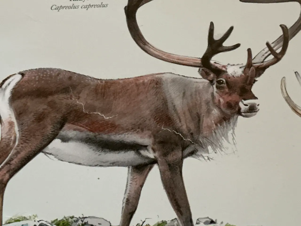 Billede 3 - Væg ophæng Nordens dyr