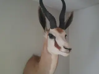 Antilope