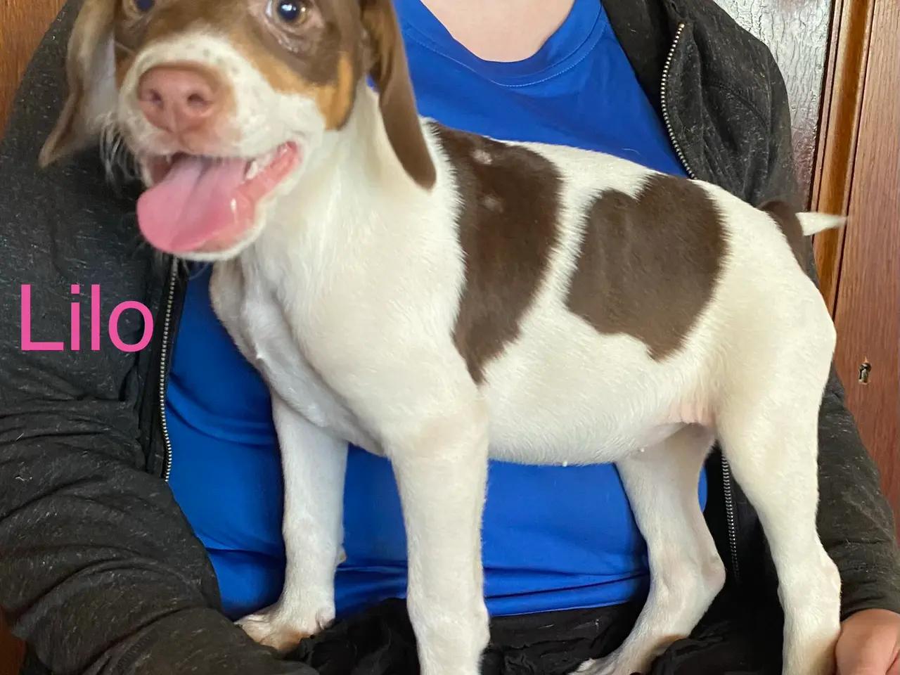 Billede 6 - Hundehvalpe Dansk/svenskgårdhunde