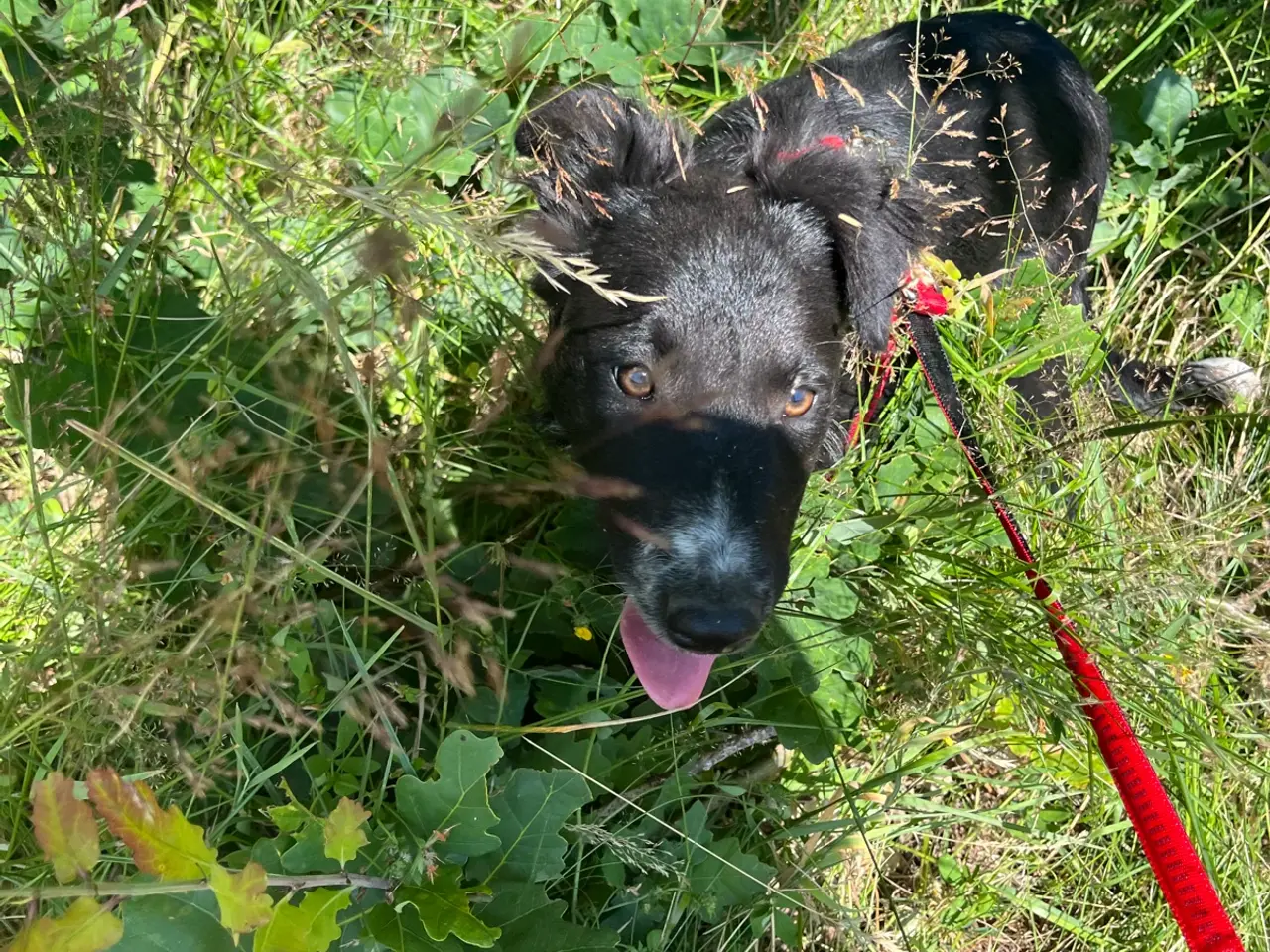 Billede 3 - Vi mangler et nyt hjem🐶