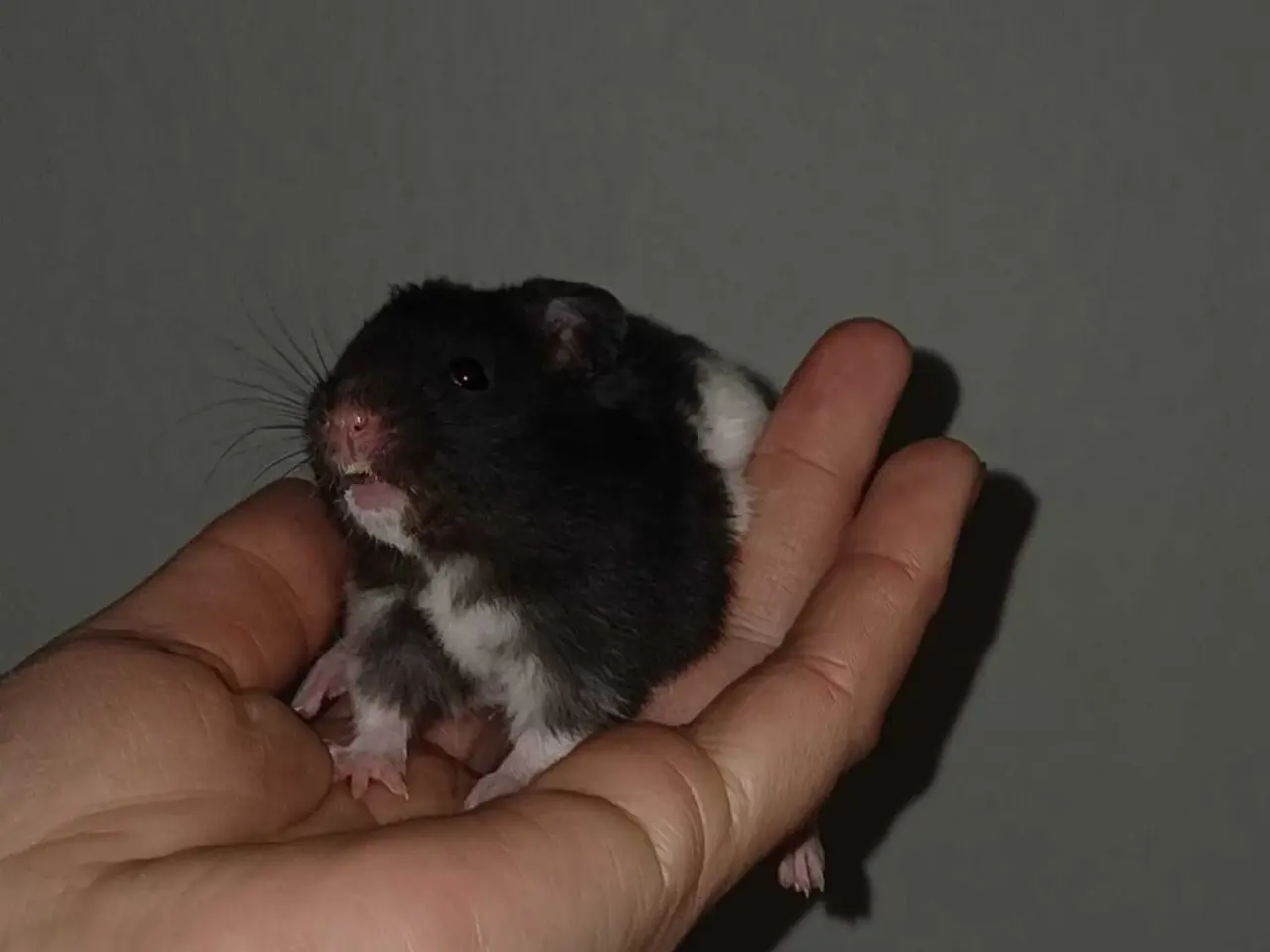 Billede 6 - Guldhamster unger