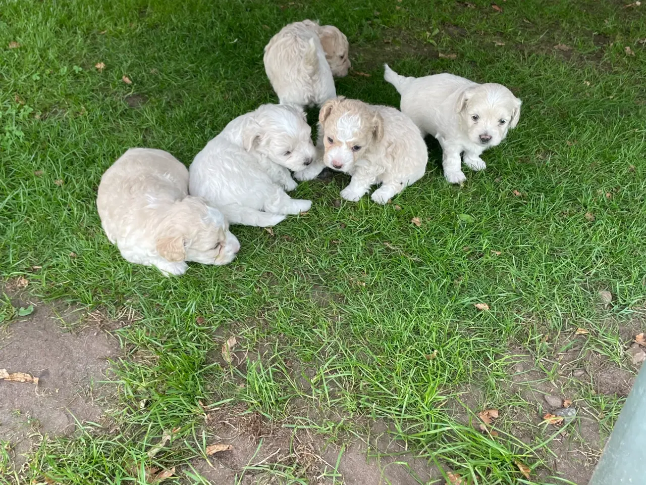 Billede 5 - Maltipoo og bichon maltet