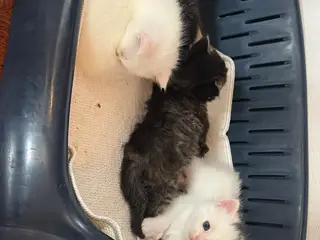 Meget unikke main coon sælges 