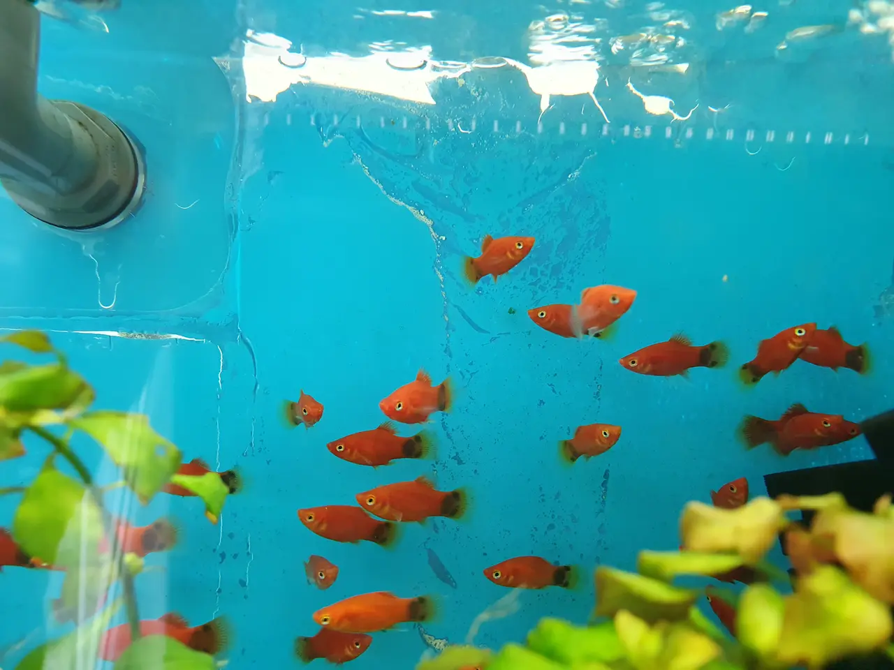 Billede 4 - ❤️🐟 RØD MICKEY MOUSE PLATY TIL SALG 🐟❤️
