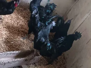 Ayam Cemani Haner