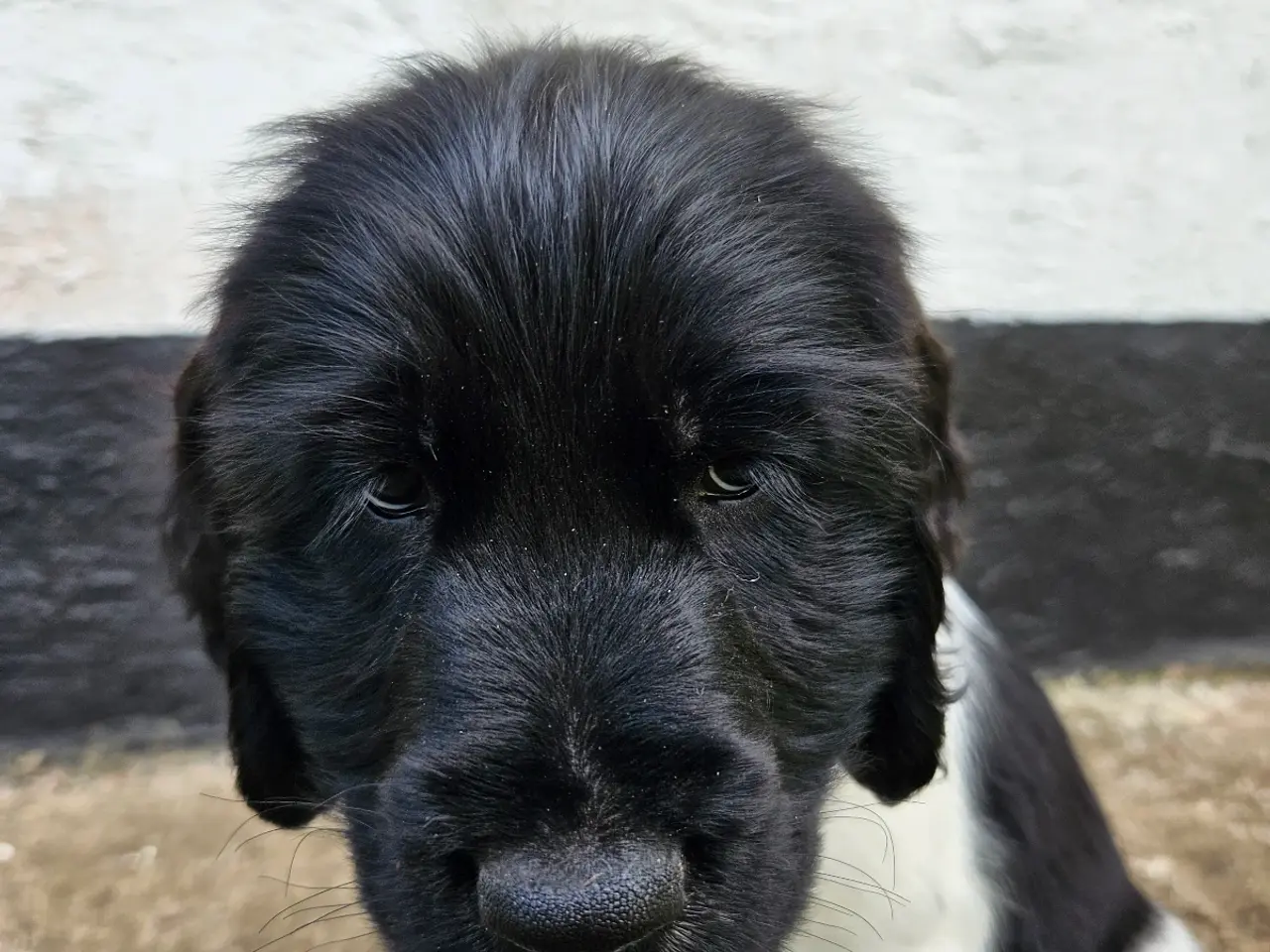 Billede 7 - Engelsk springer spaniel