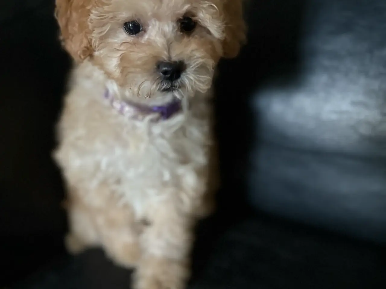 Billede 20 - 2 skønne cavapoo fb1 damer…