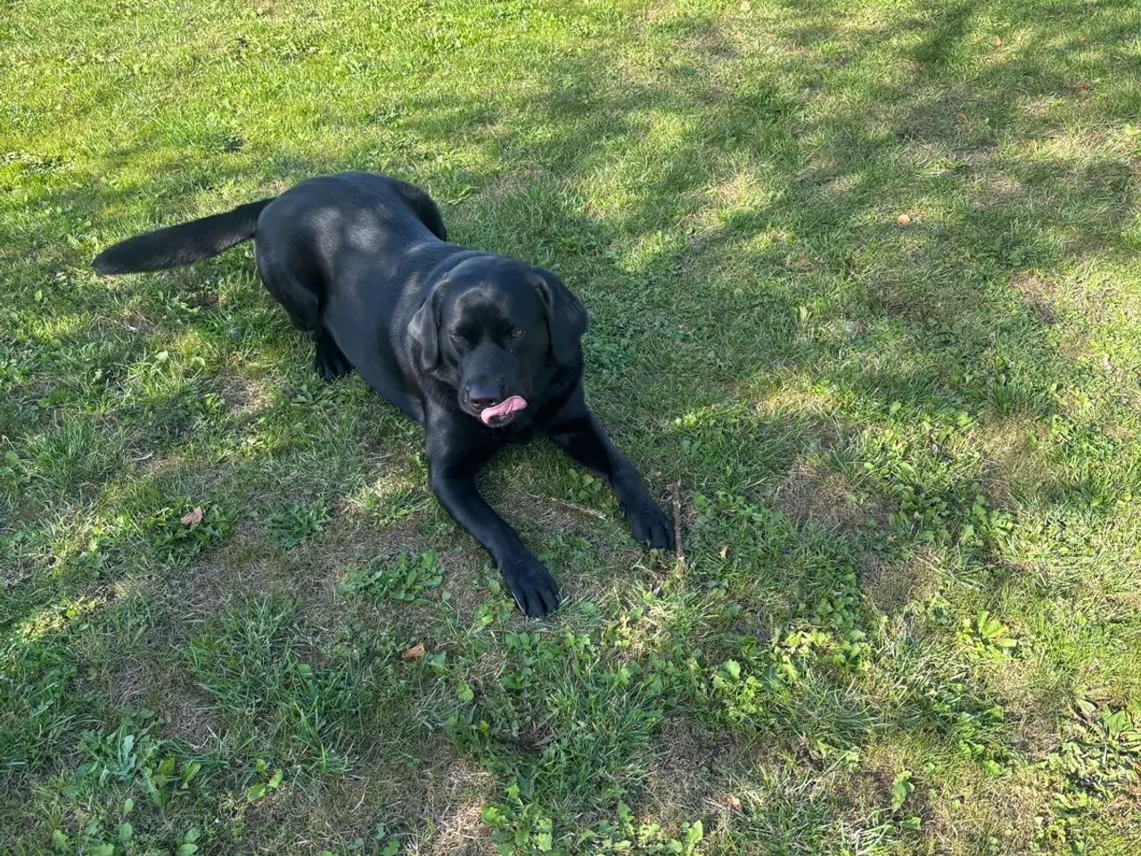 Billede 7 - Super dejlig hanhund