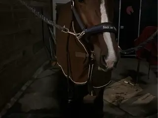 Dansk varmblod hoppe 