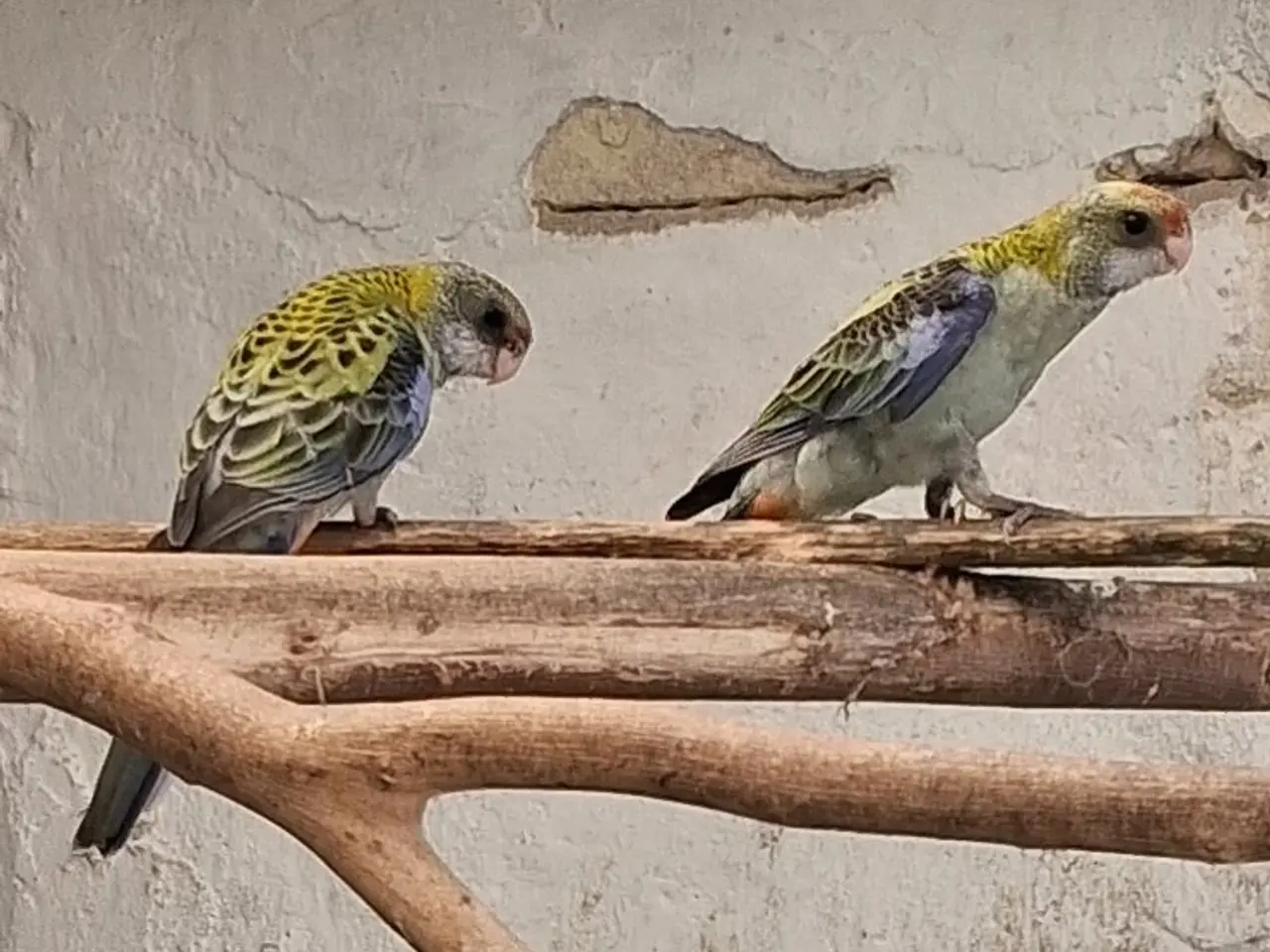 Billede 2 - Blå Rosella parakitter